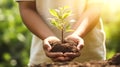 hands gently water the young plant, symbolizing nurturing and growth. Royalty Free Stock Photo