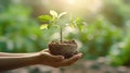 hands gently water the young plant, symbolizing nurturing and growth. Royalty Free Stock Photo