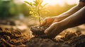 hands gently water the young plant, symbolizing nurturing and growth. Royalty Free Stock Photo