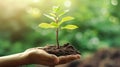 hands gently water the young plant, symbolizing nurturing and growth. Royalty Free Stock Photo