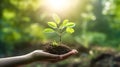 hands gently water the young plant, symbolizing nurturing and growth. Royalty Free Stock Photo