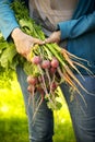 Hands of a girl with a bunch of radishes and carrots collected from the ground. Royalty Free Stock Photo