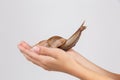 The hands of a girl hold a snail ahatina. Close-up. Isolated on white. Royalty Free Stock Photo