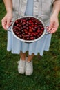 In the hands of the girl a large colander of fresh cherries. A new harvest of cherries with water drops. Photo in the garden.