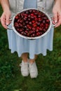 In the hands of the girl a large colander of fresh cherries. A new harvest of cherries with water drops. Photo in the garden.