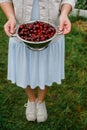 In the hands of the girl a large colander of fresh cherries. A new harvest of cherries with water drops. Photo in the garden.