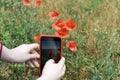 Hands of girl with mobile phone, making photo of poppys flowers in meadow, active rural lifestyle in summer, sunny day, country Royalty Free Stock Photo