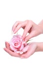 Rose flower in the hands girl. Natural manicure on hands white background. Royalty Free Stock Photo