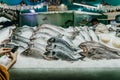 Hands of girl with phone, taking photo of Different ocean fish on counter of seafood market