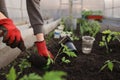 Hands in gloves dig up the ground with a spatula to plant seedlings in the greenhouse Royalty Free Stock Photo