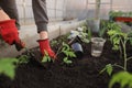 The hands of a girl in red gloves are digging a hole with a spatula for planting a tomato seedling in a greenhouse Royalty Free Stock Photo