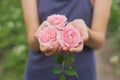Hands of girls holding a pink rose flower