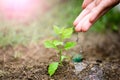 Hands giving water to a young tree for planting. Royalty Free Stock Photo