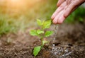 Hands giving water to a young tree for planting. Royalty Free Stock Photo
