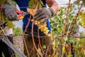 Hands in glove picking grapes in vintage. People using secateurs for cutting Chasselas
