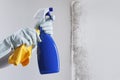 Hands with glove and spray bottle isolated on wall with mold. Eliminate Mold with Specialized Anti-Mold Products. Search cleaning