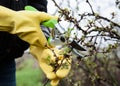 Hands with gloves of gardener doing maintenance work