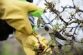 Hands with gloves of gardener doing maintenance work Royalty Free Stock Photo