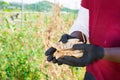 Hands in gloves of gardener holding harvest of beans