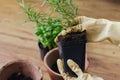 Hands in gloves holding rosemary plant in plastic on background of empty pot and fresh green basil plant on wooden floor.