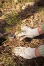 Hands in gloves planting little small young pine tree in soil in spring, autumn Royalty Free Stock Photo