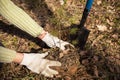 Hands in gloves planting little small young pine tree in soil in spring, autumn Royalty Free Stock Photo