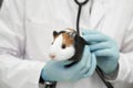 Hands in gloves of veterinarian holding cute hamster.