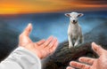 Hands of God reaching out to a lost sheep Royalty Free Stock Photo