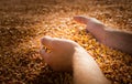 Hands with grain corn Royalty Free Stock Photo