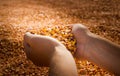 Hands with grain corn Royalty Free Stock Photo