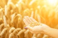Hands in the grain field holding the ears of wheat, checking wheat grain harvest Royalty Free Stock Photo