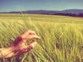 Hands of the grain-grower against a wheaten field. Harvested crops Royalty Free Stock Photo