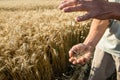 Hands of the grain-grower against a wheaten field Royalty Free Stock Photo