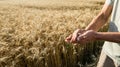 Hands of the grain-grower against a wheaten field Royalty Free Stock Photo