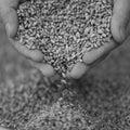 Hands with a grain of wheat closeup