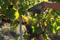 Hands of a grape harvester cutting a white grape bunches Royalty Free Stock Photo