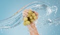 Hands with grapes, water splash and studio blue background of fruits sustainability, healthy lifestyle and juice detox Royalty Free Stock Photo