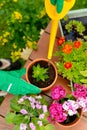 Hands in green gloves plant flowers in pot Royalty Free Stock Photo