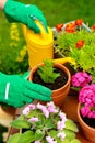 Hands in green gloves plant flowers in pot Royalty Free Stock Photo