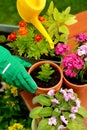 Hands in green gloves plant flowers in pot Royalty Free Stock Photo