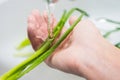 Hands and green onions under running water. Washing greens. Girl washes onions