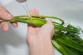 Hands and green onions under running water. Washing greens. Girl washes onions