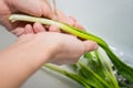 Hands and green onions under running water. Washing greens. Girl washes onions