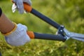 Hands of grower in white gloves are pruning the overgrown green shrub using big hedge shears on sunny backyard. Worker Royalty Free Stock Photo