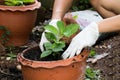 hands growing plant in pot Royalty Free Stock Photo
