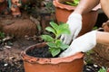 hands growing plant in pot Royalty Free Stock Photo