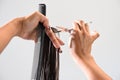 Hands of a hair stylist trimming hair with a comb and scissors Royalty Free Stock Photo
