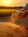 Hands of hard-working farmer holding a bag with grains and pour them to a big pile. Harvesting season of wheat. Sunset at backdrop Royalty Free Stock Photo