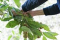 hands harvesting chestnuts with hedgehog Royalty Free Stock Photo