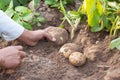 Hands harvesting fresh organic potatoes Royalty Free Stock Photo